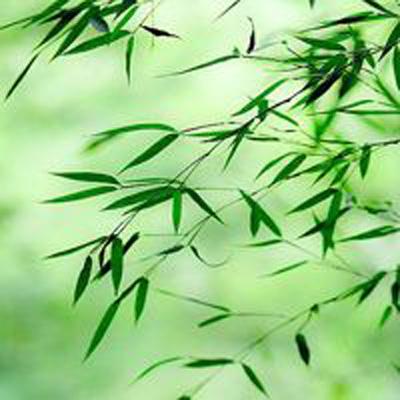 麦克熊猫快打旋风游戏下载